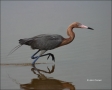 Reddish-Egret;Egret;Egretta-rufescens;one-animal;close-up;color-image;nobody;pho